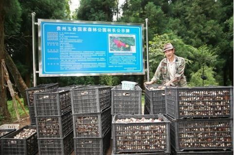 貴州六盤水 林下經(jīng)濟帶火赤松茸種植 村民在家門口實現(xiàn)務(wù)工就業(yè)