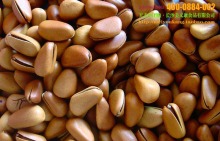 大量批發堅果炒貨特級東北野生松子、開口松子原味松子(大顆粒)_松子_干果炒貨_產品庫_口口可休閑食品網_中國休閑食品貿易網站_中國休閑食品供應商首選電子商務網站